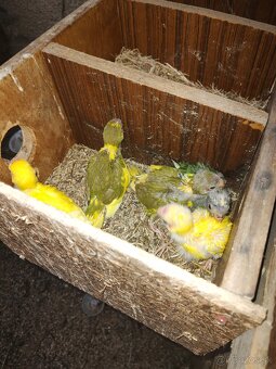 Predám kakariky - 3