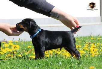 Jagdterrier, jagdterier, teriér - 3