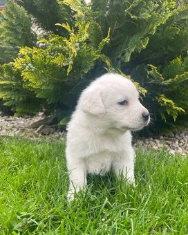 Labrador - 3