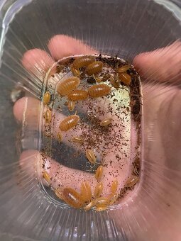 Isopody Porcellio laevis orange. - 3