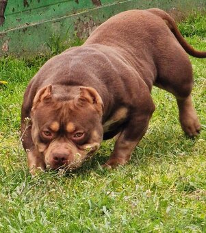 AMERICAN BULLY - 3