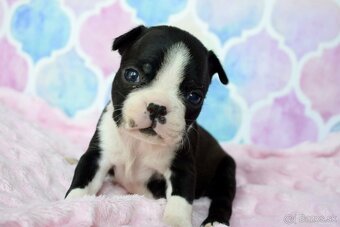 Bostonský teriér boston terrier s PP - 3