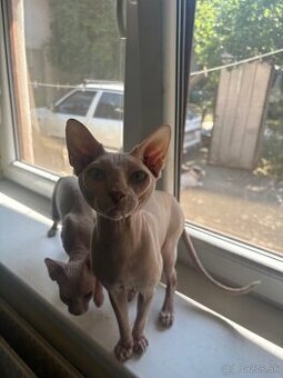Sphynx na krytie - 3