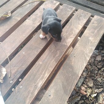 Predám šteniatko - fenku, kríženca j.russela a jazvečíka - 3