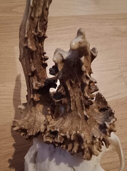 Trofej trofeje parohy parožie zhody,,,,, - 3