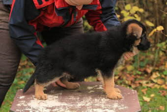 Německy ovčiak - 3