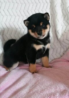 Shiba inu - 3