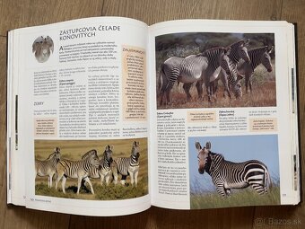 Ottova Encyklopédia Kone a Poníky - 3