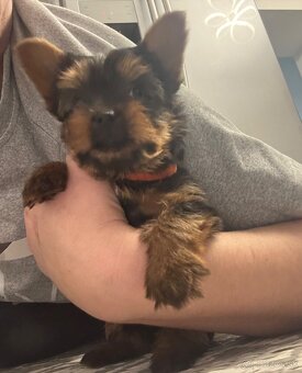 Yorkshirsky terier - 3