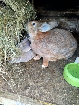 Predám králiky samice - 3