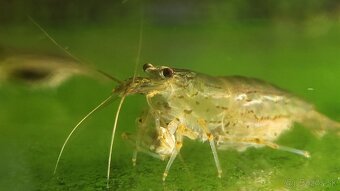 Krevetky Caridina Multidentata (Amano, Japonica) - 3