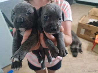 Cane corso - 3