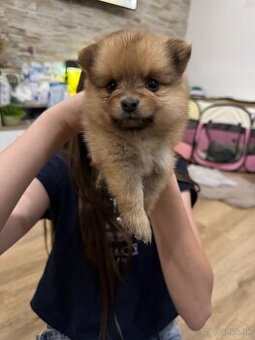 Nemecký špic, pomeranian - 3