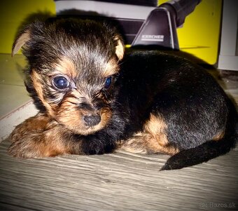 Mini Yorkshire terrier - 3