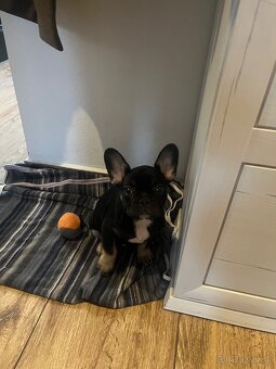 Francúzsky buldoček - 3