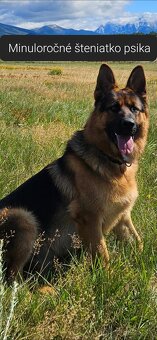 Nemecký ovčiak - 3