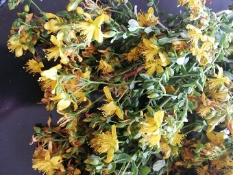 Predám sušené bylinky - 3