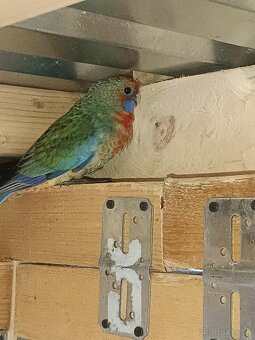 Predám - Rozela Adelaidská - 3