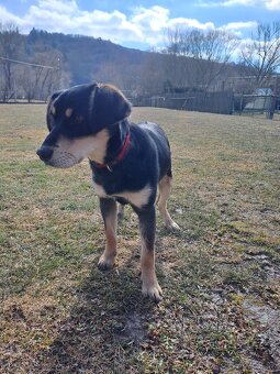 Predám šteniatko labradora (kríženec) - 3