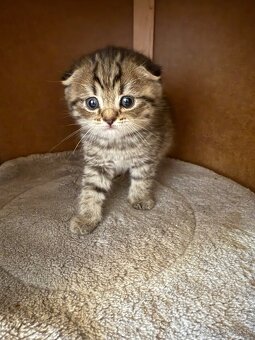 Škótske Klapouché/Rovnouché (Scottish Fold/Straight) - 3