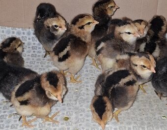 NV araucana - 3