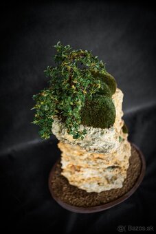 Bonsai Krajinka v miske - 3