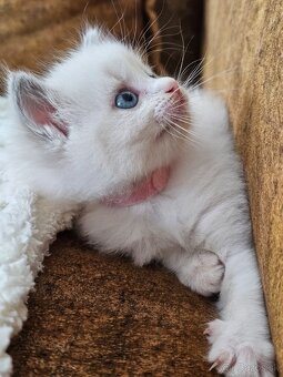 Ragdoll maciatka - 3