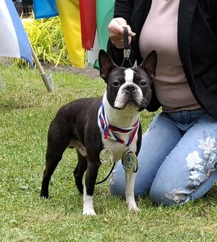 Boston,Bostonský teriér,Boston Terrier s PP - 3