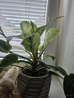 Philodendron Birkin - 3