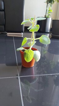 Nádchovník rýmovník (Plectranthus) - 3