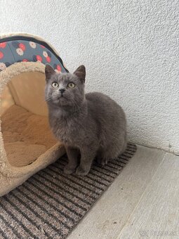 Darujem Mačičku - 3