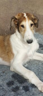 Barzoj ruský chrt s PP - 3