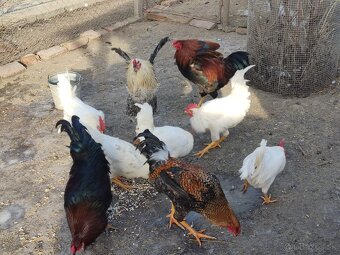 Predám kohúty leghorn biely - 3