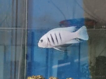 Cynotilapia sp. hara - 3