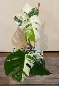 Monstera albo - 3