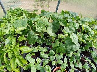 Priesady batatov, melóny, paprika,rajciny - 3