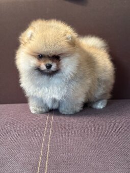 Nememcký špic/ Pomeranian - 3