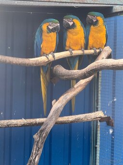 Ara ararauna (ara modrozlta) - 3