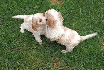 Cavapoo - 3