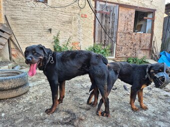 Rotweiler - 3