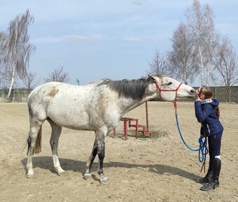 Skvely 14 rocny valach na prenajom - 3