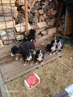 Bernský salašnícky pes - 3