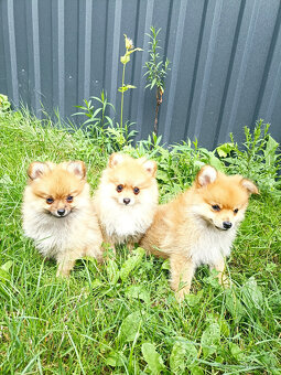 Špic, nemecký špic, oranžový špic - 3