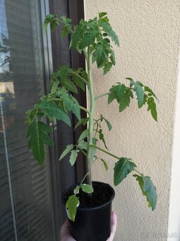 Predám planty paradajok - 3