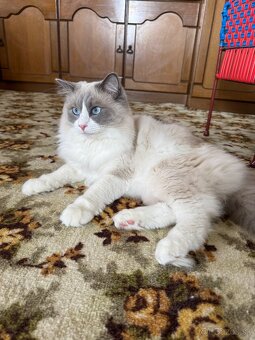 Ragdoll - 3