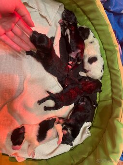 maltipoo šteniatka - 3