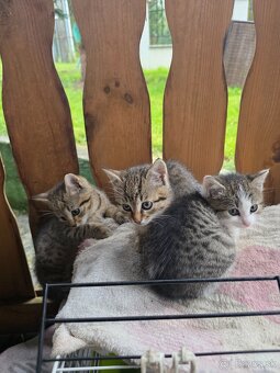 Darujem mačiatka - 3