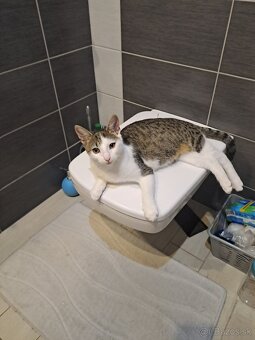 Dodko a Miško - dvaja úžasní kocúri hľadajú domov a slobodu - 3
