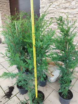 Zivy plot Cyprusovec leylandský (Cupressocyparis leylandii) - 3