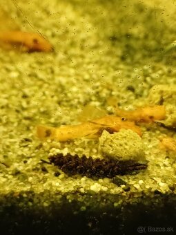 Prisavnik super red - 3